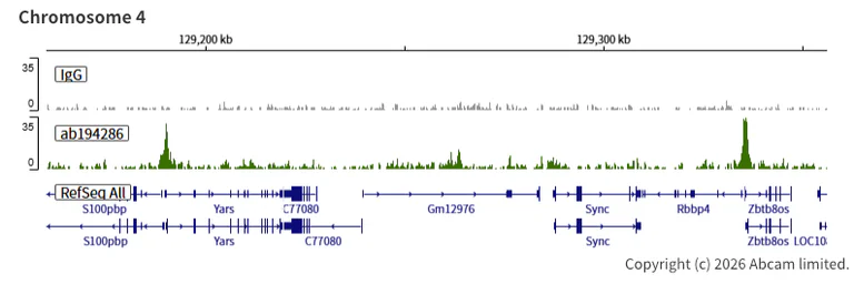ChIC/CUT&RUN sequencing - Anti-KDM5A / Jarid1A / RBBP2 antibody [EPR18651] - BSA and Azide free (AB251183)