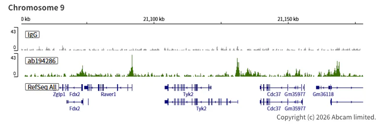 ChIC/CUT&RUN sequencing - Anti-KDM5A / Jarid1A / RBBP2 antibody [EPR18651] - BSA and Azide free (AB251183)