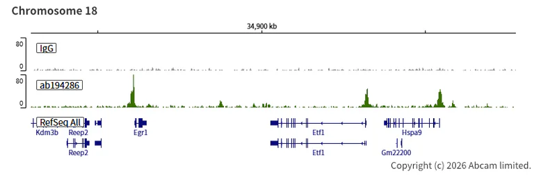 ChIC/CUT&RUN sequencing - Anti-KDM5A / Jarid1A / RBBP2 antibody [EPR18651] - BSA and Azide free (AB251183)