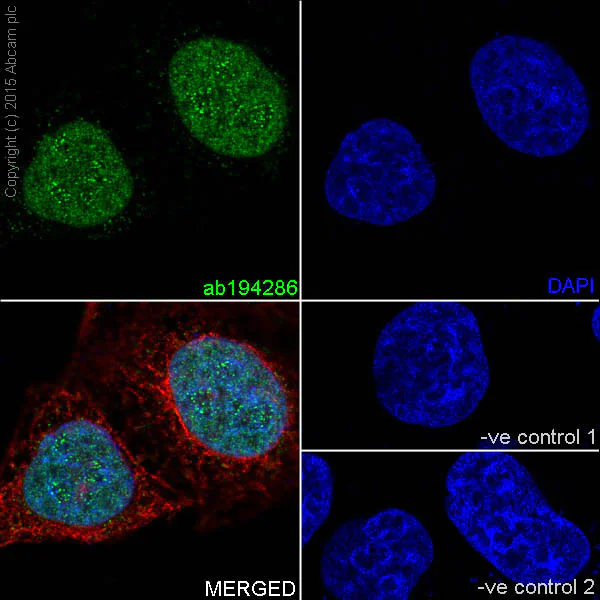 Immunocytochemistry/ Immunofluorescence - Anti-KDM5A / Jarid1A / RBBP2 antibody [EPR18651] - BSA and Azide free (AB251183)