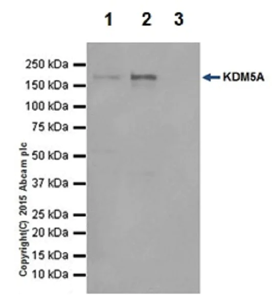 Immunoprecipitation - Anti-KDM5A / Jarid1A / RBBP2 antibody [EPR18651] - BSA and Azide free (AB251183)