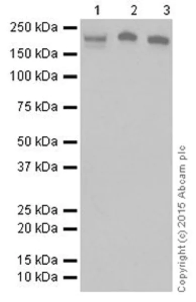 Western blot - Anti-KDM5A / Jarid1A / RBBP2 antibody [EPR18651] - BSA and Azide free (AB251183)