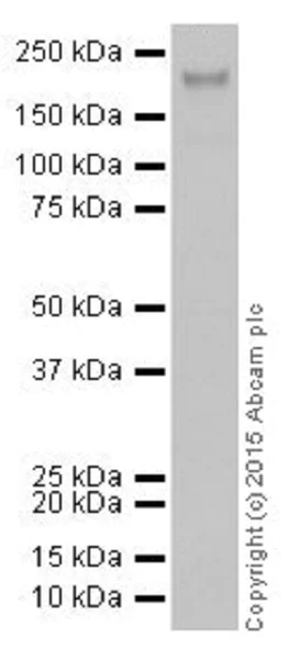Western blot - Anti-KDM5A / Jarid1A / RBBP2 antibody [EPR18651] - BSA and Azide free (AB251183)