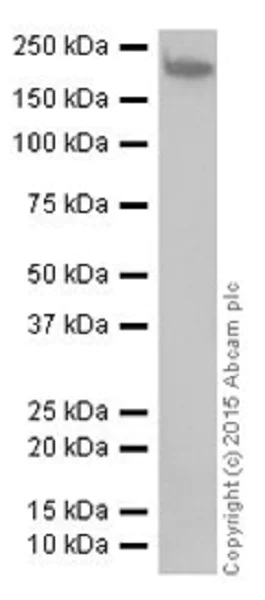 Western blot - Anti-KDM5A / Jarid1A / RBBP2 antibody [EPR18651] - BSA and Azide free (AB251183)