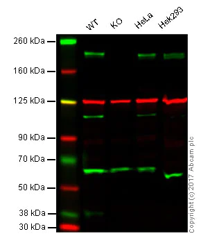 Western blot - Anti-KDM5A / Jarid1A / RBBP2 antibody [EPR18651] - BSA and Azide free (AB251183)