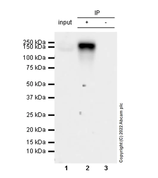 Immunoprecipitation - Anti-KDM5B / PLU1 / Jarid1B antibody [EPR25242-12] (BSA and Azide free) (AB306580)