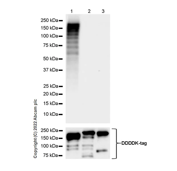 Western blot - Anti-KDM5B / PLU1 / Jarid1B antibody [EPR25242-12] (BSA and Azide free) (AB306580)