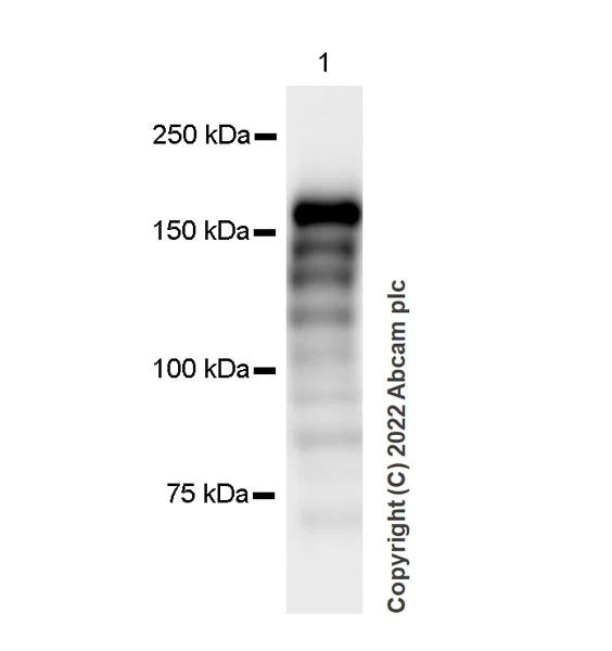 Western blot - Anti-KDM5B / PLU1 / Jarid1B antibody [EPR25242-12] (BSA and Azide free) (AB306580)