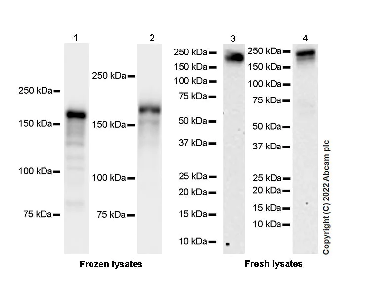 Western blot - Anti-KDM5B / PLU1 / Jarid1B antibody [EPR25242-12] (BSA and Azide free) (AB306580)