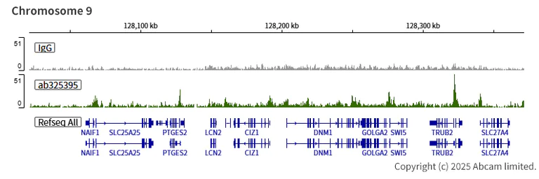 ChIC/CUT&RUN sequencing - Anti-KDM5B / PLU1 / Jarid1B antibody [EPR30394-502] - BSA and Azide free (AB325403)