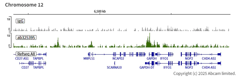ChIC/CUT&RUN sequencing - Anti-KDM5B / PLU1 / Jarid1B antibody [EPR30394-502] - BSA and Azide free (AB325403)