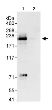 Immunoprecipitation - Anti-KDM5C / Jarid1C / SMCX antibody (AB264168)