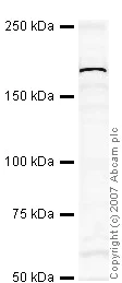Western blot - Anti-KDM5C / Jarid1C / SMCX antibody (AB34718)
