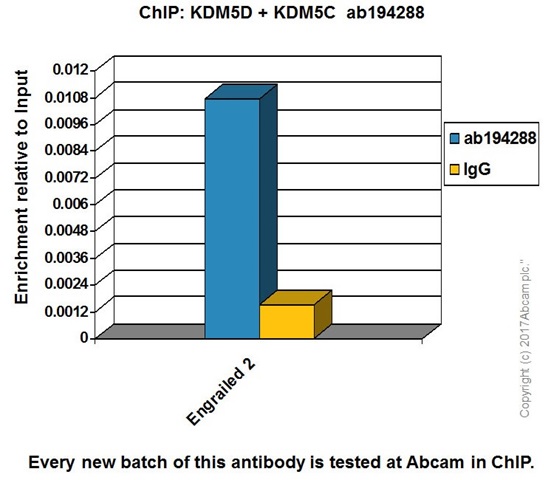 ChIP - Anti-KDM5C / Jarid1C / SMCX + KDM5D / Jarid1D / SMCY antibody [EPR18653] - BSA and Azide free (AB232318), expandable thumbnail