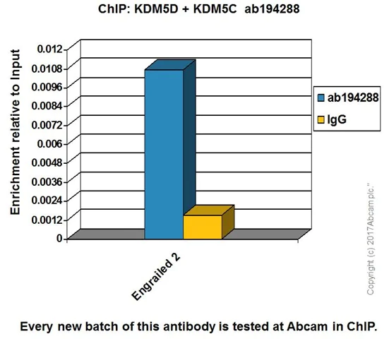 ChIP - Anti-KDM5C / Jarid1C / SMCX + KDM5D / Jarid1D / SMCY antibody [EPR18653] - BSA and Azide free (AB232318)