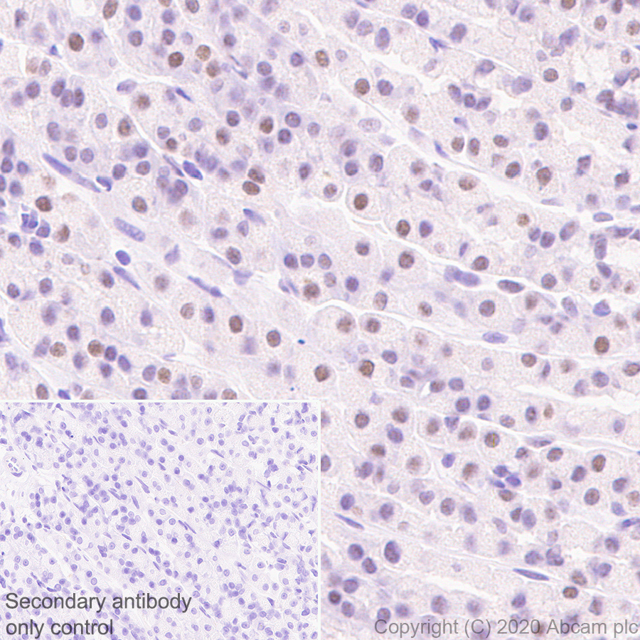Immunohistochemistry (Formalin/PFA-fixed paraffin-embedded sections) - Anti-KDM5C / Jarid1C / SMCX + KDM5D / Jarid1D / SMCY antibody [EPR18653] - BSA and Azide free (ab232318), expandable thumbnail