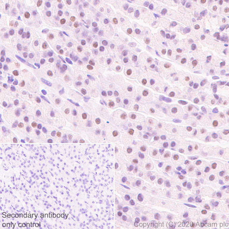 Immunohistochemistry (Formalin/PFA-fixed paraffin-embedded sections) - Anti-KDM5C / Jarid1C / SMCX + KDM5D / Jarid1D / SMCY antibody [EPR18653] - BSA and Azide free (AB232318)