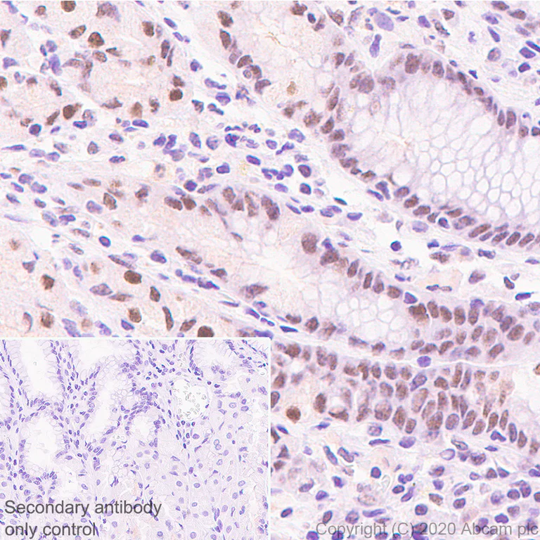 Immunohistochemistry (Formalin/PFA-fixed paraffin-embedded sections) - Anti-KDM5C / Jarid1C / SMCX + KDM5D / Jarid1D / SMCY antibody [EPR18653] - BSA and Azide free (AB232318)