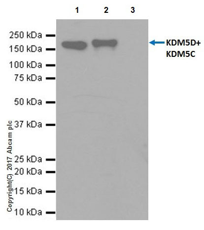 Immunoprecipitation - Anti-KDM5C / Jarid1C / SMCX + KDM5D / Jarid1D / SMCY antibody [EPR18653] - BSA and Azide free (AB232318), expandable thumbnail