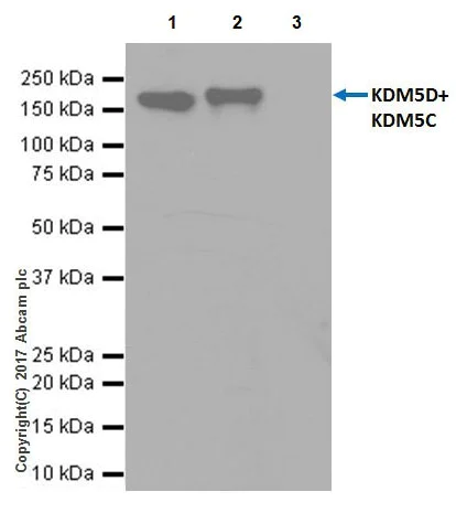 Immunoprecipitation - Anti-KDM5C / Jarid1C / SMCX + KDM5D / Jarid1D / SMCY antibody [EPR18653] - BSA and Azide free (AB232318)