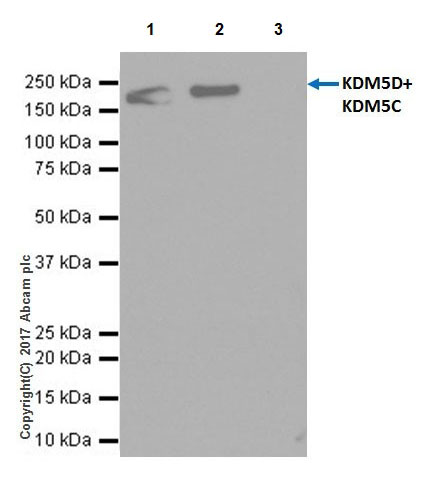 Immunoprecipitation - Anti-KDM5C / Jarid1C / SMCX + KDM5D / Jarid1D / SMCY antibody [EPR18653] - BSA and Azide free (AB232318), expandable thumbnail