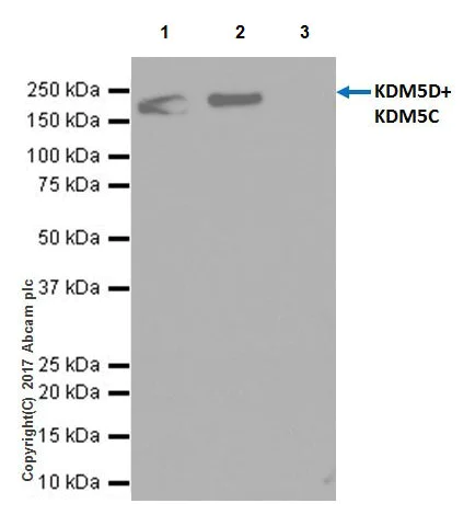 Immunoprecipitation - Anti-KDM5C / Jarid1C / SMCX + KDM5D / Jarid1D / SMCY antibody [EPR18653] - BSA and Azide free (AB232318)