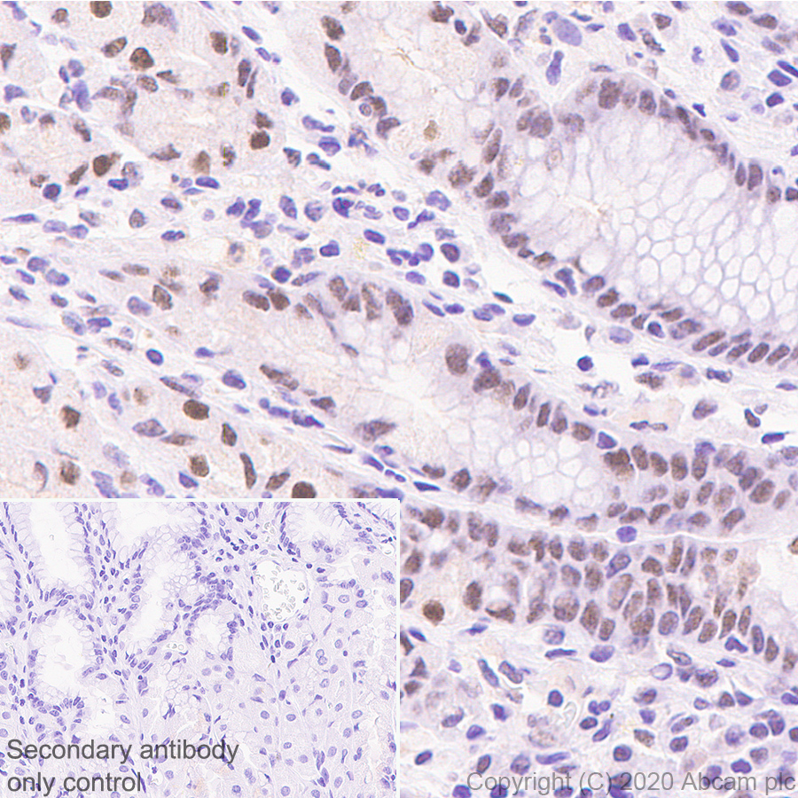 Immunohistochemistry (Formalin/PFA-fixed paraffin-embedded sections) - Anti-KDM5C / Jarid1C / SMCX + KDM5D / Jarid1D / SMCY antibody [EPR18653] - ChIP Grade (AB194288)