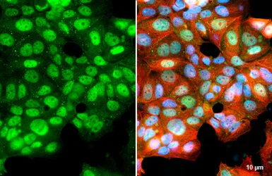 Immunocytochemistry/ Immunofluorescence - Anti-KDM6A antibody [HL1731] (AB308193)