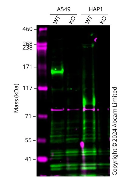 Western blot - Anti-KDM6A / UTX antibody [EPR23203-211] - BSA and Azide free (AB275402)