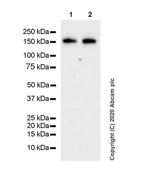 Western blot - Anti-KDM6A / UTX antibody [EPR23203-211] - BSA and Azide free (AB275402)