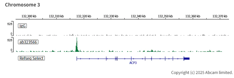 ChIC/CUT&RUN sequencing - Anti-KDM6A / UTX antibody [EPR26387-105] (AB323566)