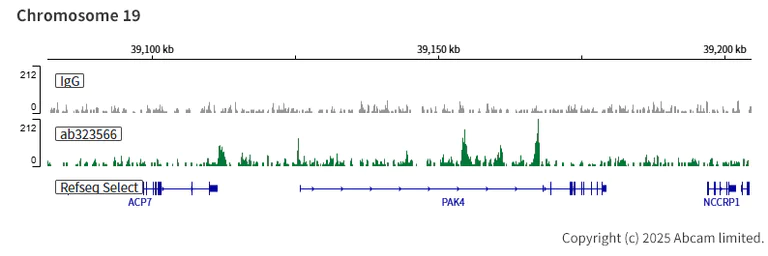 ChIC/CUT&RUN sequencing - Anti-KDM6A / UTX antibody [EPR26387-105] (AB323566)