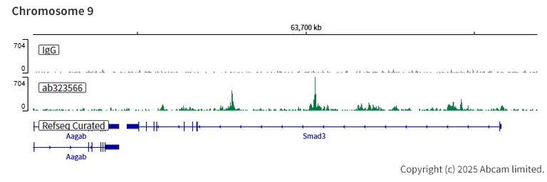 ChIC/CUT&RUN sequencing - Anti-KDM6A / UTX antibody [EPR26387-105] (AB323566)