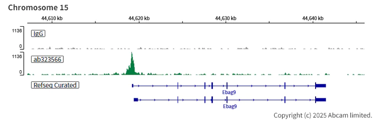 ChIC/CUT&RUN sequencing - Anti-KDM6A / UTX antibody [EPR26387-105] (AB323566)