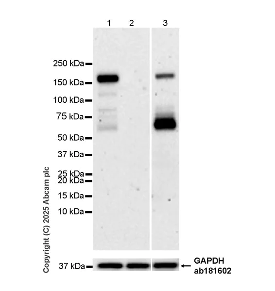 Western blot - Anti-KDM6A / UTX antibody [EPR26387-105] (AB323566)