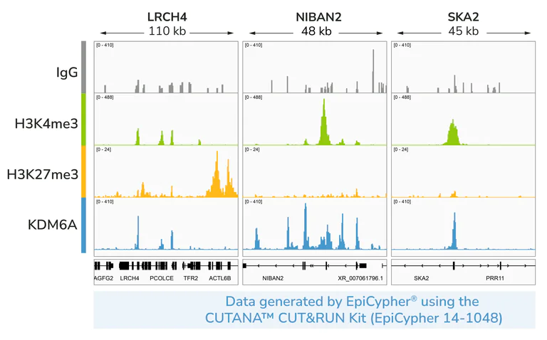 ChIC/CUT&RUN sequencing - Anti-KDM6A / UTX antibody [EPR26387-23] (AB300513)