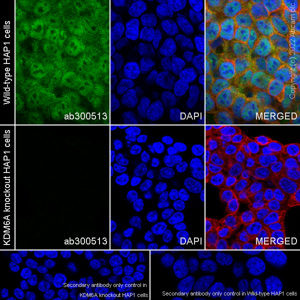 Immunocytochemistry/ Immunofluorescence - Anti-KDM6A / UTX antibody [EPR26387-23] (AB300513), expandable thumbnail