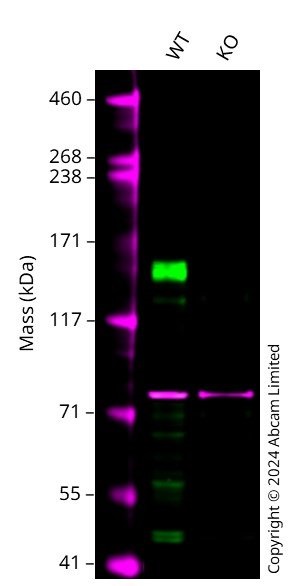 Western blot - Anti-KDM6A / UTX antibody [EPR26387-23] (AB300513), expandable thumbnail