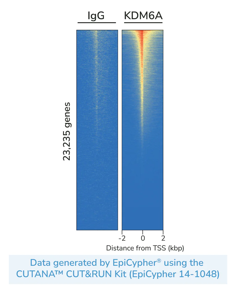 ChIC/CUT&RUN sequencing - Anti-KDM6A / UTX antibody [EPR26387-23] (BSA and Azide free) (AB300514)