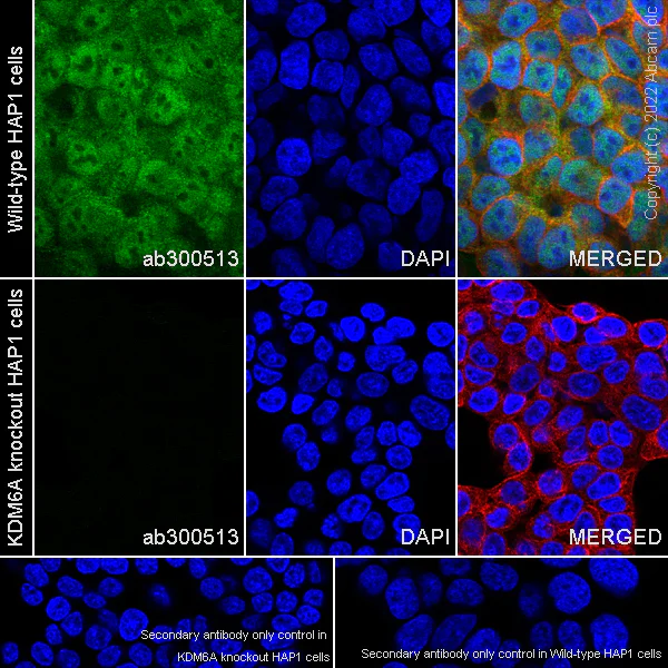 Immunocytochemistry/ Immunofluorescence - Anti-KDM6A / UTX antibody [EPR26387-23] (BSA and Azide free) (AB300514)