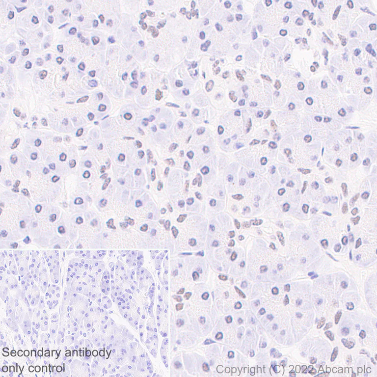 Immunohistochemistry (Formalin/PFA-fixed paraffin-embedded sections) - Anti-KDM6A / UTX antibody [EPR26387-23] (BSA and Azide free) (AB300514)
