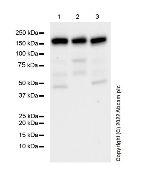 Western blot - Anti-KDM6A / UTX antibody [EPR26387-23] (BSA and Azide free) (AB300514)