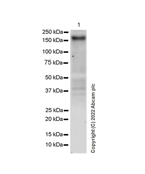 Western blot - Anti-KDM6A / UTX antibody [EPR26387-23] (BSA and Azide free) (AB300514)