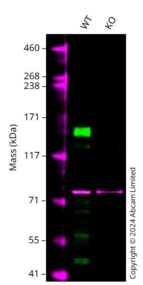 Western blot - Anti-KDM6A / UTX antibody [EPR26387-23] (BSA and Azide free) (AB300514)