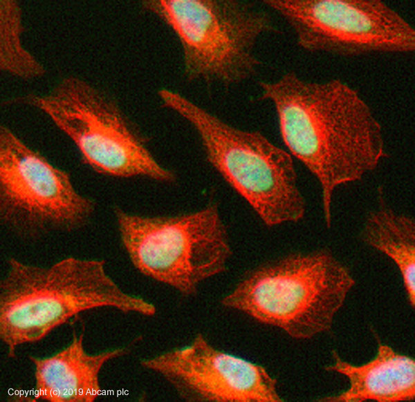 Immunocytochemistry/ Immunofluorescence - Anti-KDM6B / JMJD3 antibody (AB38113), expandable thumbnail