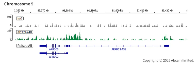 ChIC/CUT&RUN sequencing - Anti-KDM6B / JMJD3 antibody [EPR28325-184] - BSA and Azide free (AB328047)