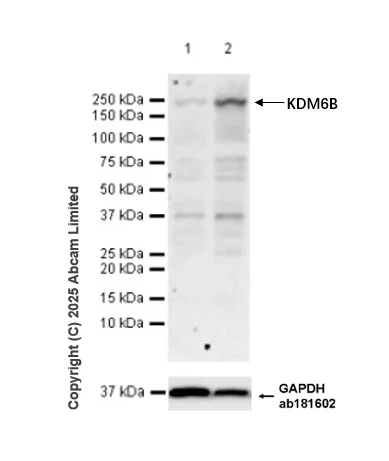 Western blot - Anti-KDM6B / JMJD3 antibody [EPR28325-184] - BSA and Azide free (AB328047)