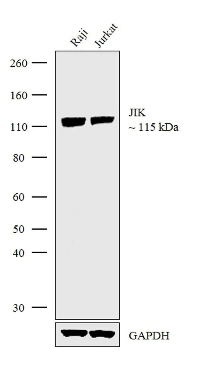 Western blot - Anti-KDS antibody [RP23040255] (AB313545)