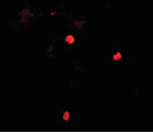 Immunocytochemistry/ Immunofluorescence - Anti-Keap1 antibody (AB139729)