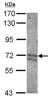 Western blot - Anti-Keap1 antibody (AB226997)